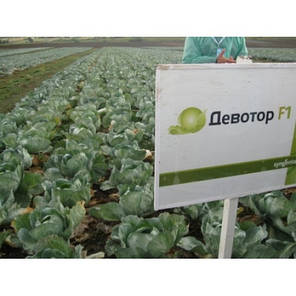 Насіння капусти Девотор F1 (Syngenta) 2500 насінин — середньо-пізній гібрид (120-125 днів), білоголова., фото 2