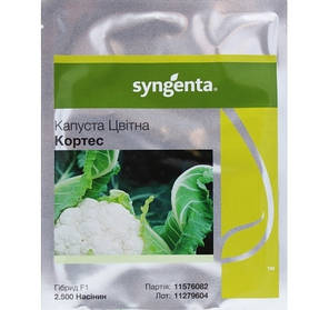 Насіння капусти Кортес F1 (Syngenta), 2500 насінин — середньо-рання (75 днів), кольорова, фото 2