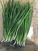 Насіння цибулі Грінпік F1. 10000 шт., на перо, Spark Seeds