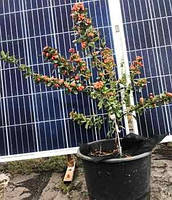 Піраанта Оранж стар. 12 л.