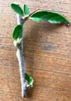 Піраканта Солейл Дор (Pyracantha Soleil d'Or). НЧ. Живці для вкорінення.