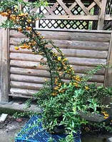 Піраанта Солейл Дор (Pyracantha Soleil d'Or). 12 л.