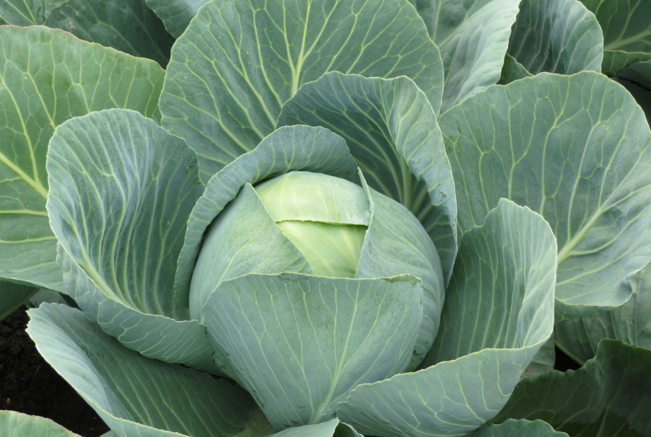 Насіння білокачанної капусти Золтан F1 (Zoltan F1) Hazera 2500