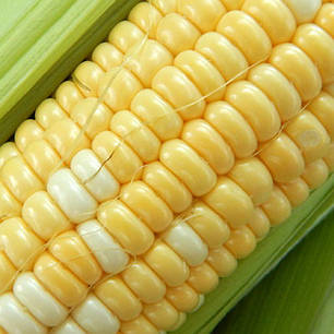 Насіння Кукурудза суперсолодка біколор БСС 1075 F1 (BSS 1075) 5 грамм  Syngenta Агропак, фото 3