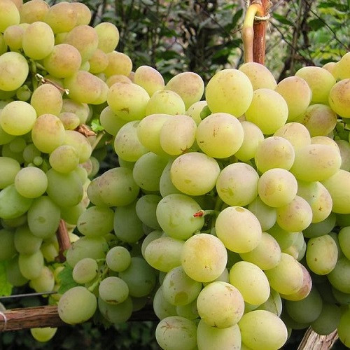 Виноград столовий Ланселот (середній), фото 1