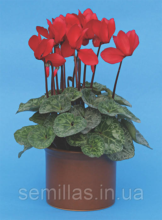 Насіння цикламена Пурпуровий, 1000 шт., драже, перський, Cerny Seed