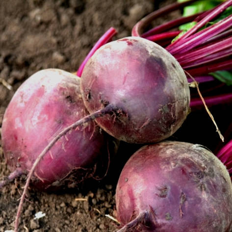 Насіння буряка Воєвода, фото 1