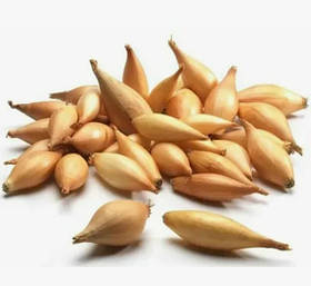 Озима цибуля севок Бамбергер 500 г Фракція 8/16 Triumfus Onion Products
