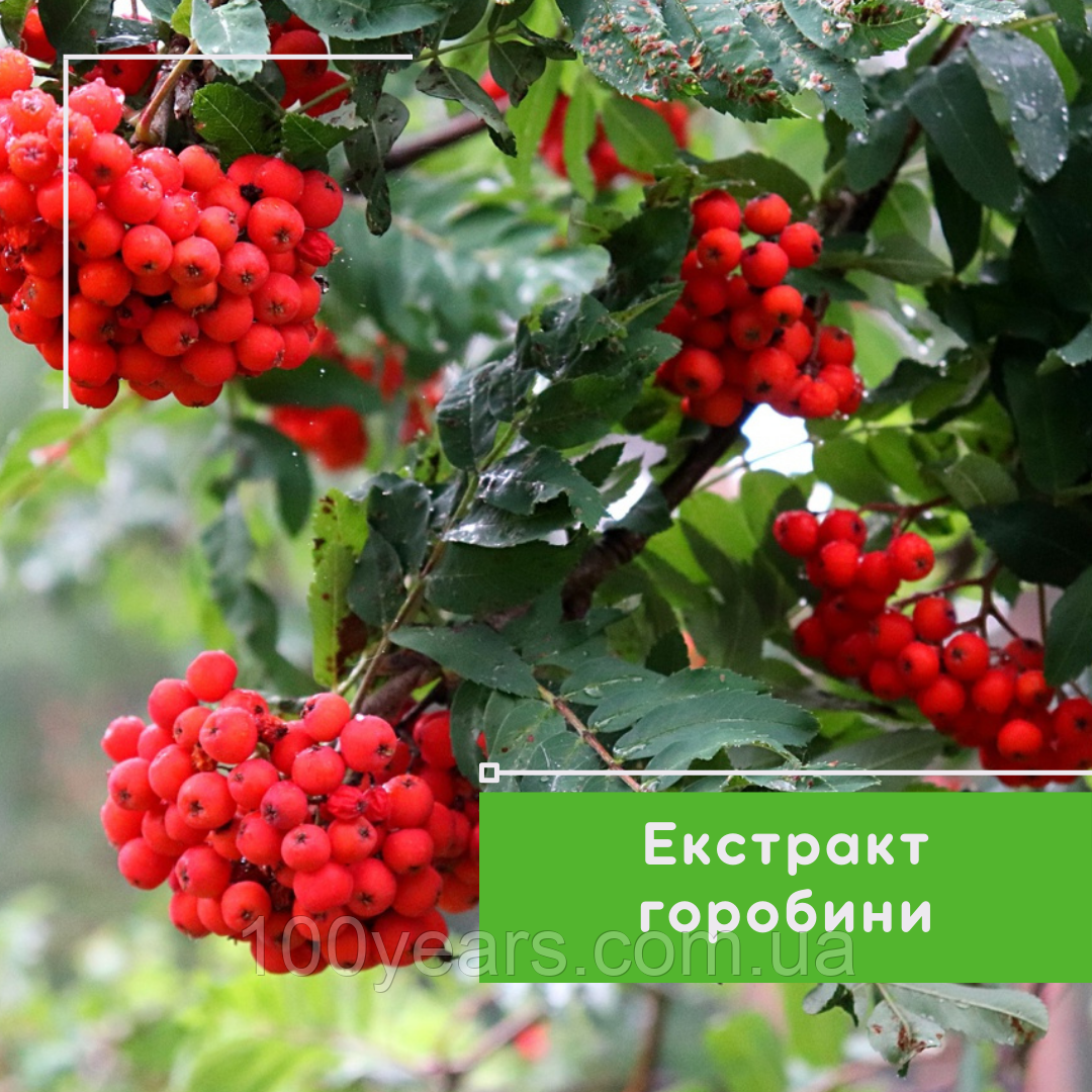 Екстракт горобини, 50 мл