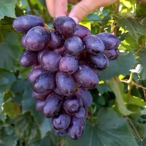 Виноград столовий Агата (ультраранній), фото 1