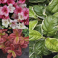 Вейгела квітуча "Карикатура" (Caricature)