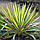 Юкка Variegata, фото 2