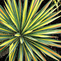 Юкка Variegata