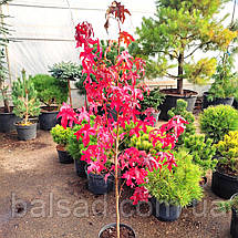 Ліквідамбар смолоносний / h 40-60 / Liquidambar styraciflua, фото 4