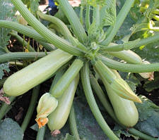 Кабачки Ангеліна F1 (5 шт) - Syngenta