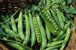 Горох Оскар (5 г) - Semo