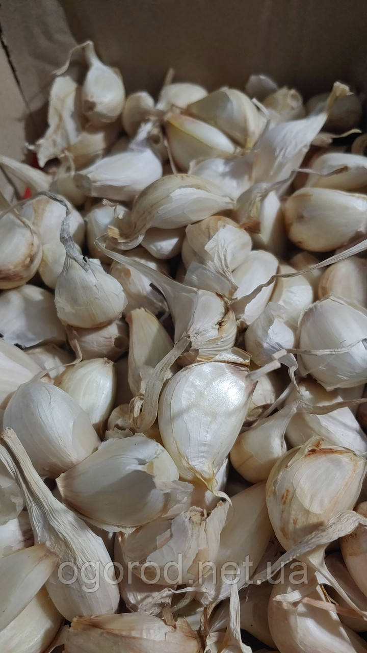 Озимий часник Мессидром TOP Onionsets Голландія 0,25 кг (Зубки)
