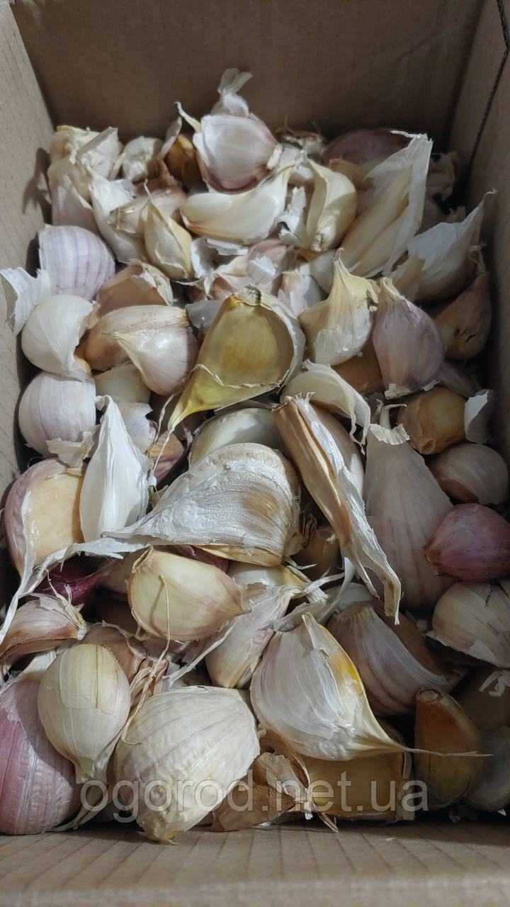 Озимий часник Гермідор TOP Onionsets Голландія 0,25 кг (Зубки)