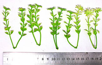 Домішка флорична "2 квітки пластик" (5 шт.)
