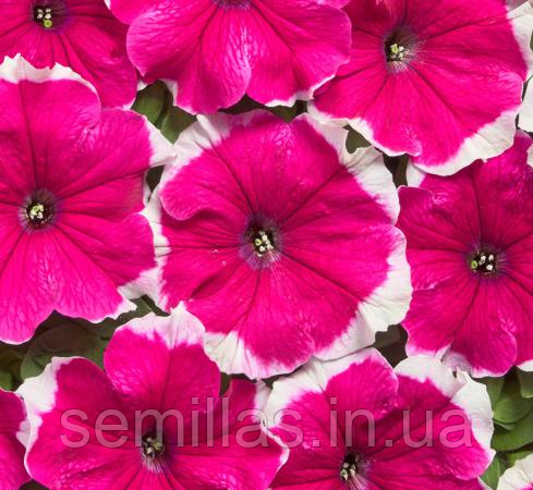 Насіння Петунії Містрал F1, 1000 шт. (драже), пікоті рожева, грандифлора, Cerny Seed