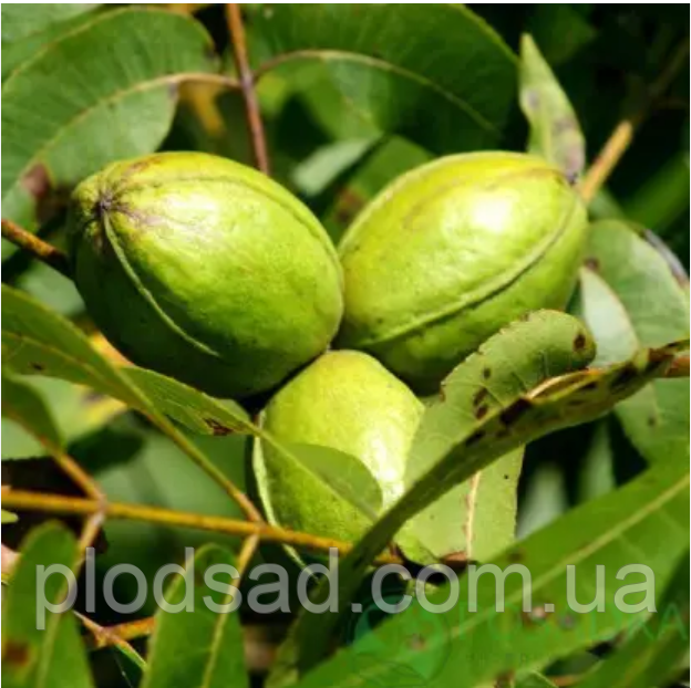 Горіх Пекан Буссерон (2 роки) контейнер С2