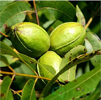 Горіх Пекан Буссерон (2 роки) контейнер С2