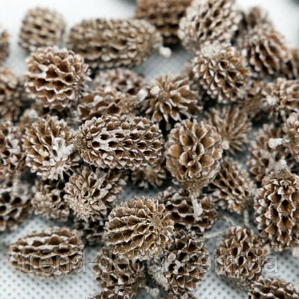 Сухоцвіт Casuarina 1-2.5 см. (160 г. в пакованні) 69800, фото 3