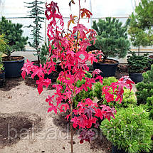 Ліквідамбар смолоносний / h 40-60 / Liquidambar styraciflua, фото 3