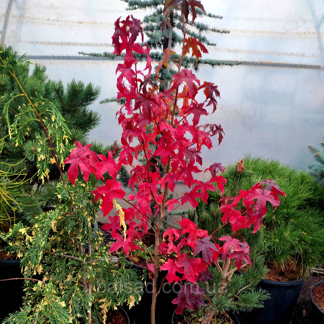 Ліквідамбар смолоносний / h 40-60 / Liquidambar styraciflua