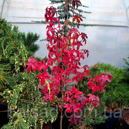 Ліквідамбар смолоносний / h 40-60 / Liquidambar styraciflua, фото 1