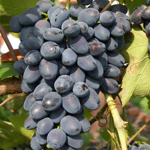 Виноград столовий Чарлі (ультраранній), фото 1