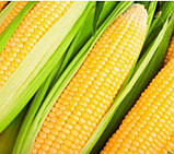 Насіння цукрової кукурудзи Міраж ранене 50 грамів, фото 2