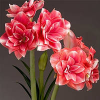 Амариліс Double Dream 26/28