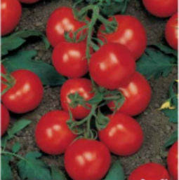 Насіння помідора Річі F1 5 г насіння напівдетермінантне