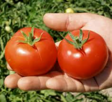 Насіння помідора Топспорт F1 1000 шт. насіння детермінантне