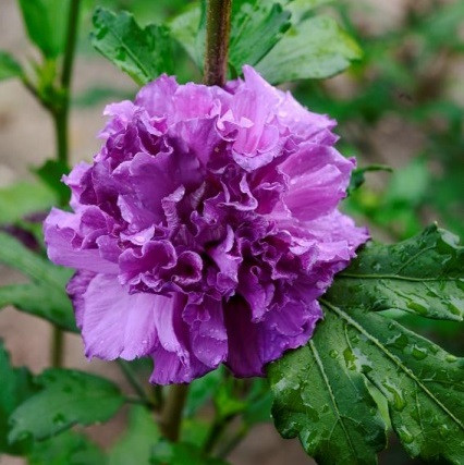 Саджанці гібіскусу "French Cabaret Purple"