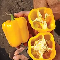 Насіння перцю Спрінгбокс (Казантіп) F1, поштучно — ранній (65-70 днів), яскраво-жовтий, солодкий, Clause