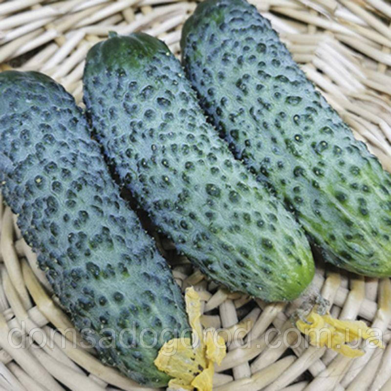 Огірок F1 Брутус Іннова Сідс | Brutus F1 Innova Seeds 1000 шт