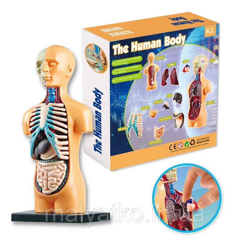 Ігровий медичний набір "Анатомія людини" арт. TXMR 025, фото 1