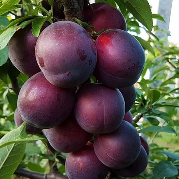 Абрикос Чорний Принц (гібрид абрикоса та сливи)