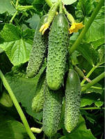 Насіння огірка Аваланж F1 (Nong Woo Bio), поштучно — ранній (37 днів), партенокарпік, корнішон