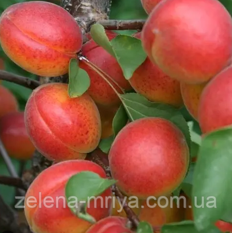 Абрикос Цунамі (Термін дозрівання ранній), фото 1