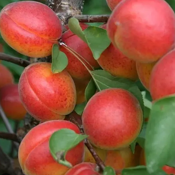 Абрикос Цунамі (Термін дозрівання ранній)