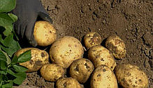 Картопля Спектра Agrico - 20 кг, фото 5