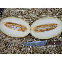 Насіння Диня Раймонд F1, 5 насіння Hazera Genetics, фото 6
