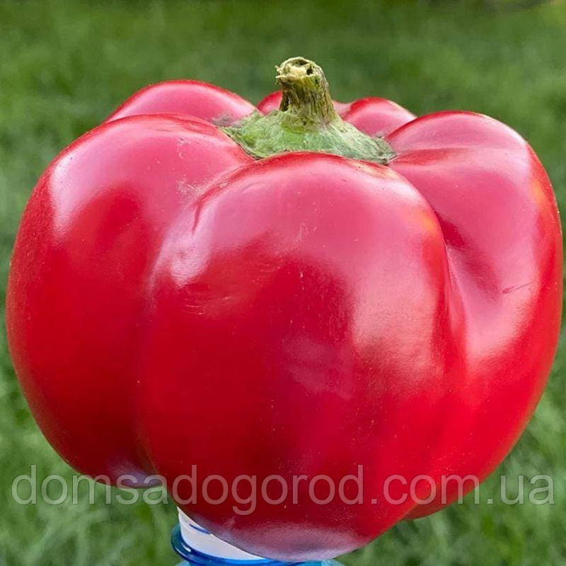 Перець Біхар F1 Іннова Сідс | Bihar F1 Innova Seeds 250 шт