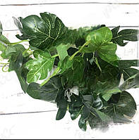 Кущ монстри зелений