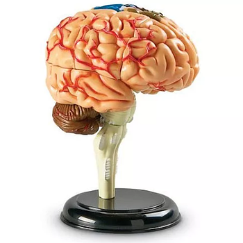 Медичні тренажери та моделі