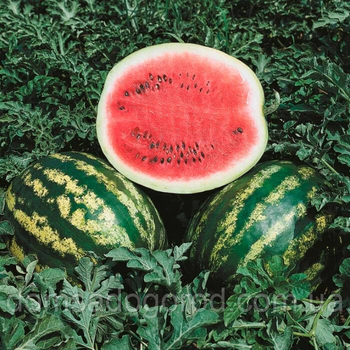 Кавун Кримсон Світ Іннова Сідс | Crimson Sweet Innova seeds 100 н