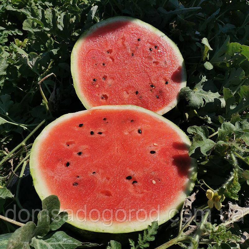 Кавун Авалон F1 Іннова Сідс | Innova Seeds 100 шт